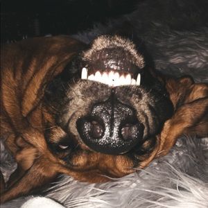 Meet your Posher, Sammy